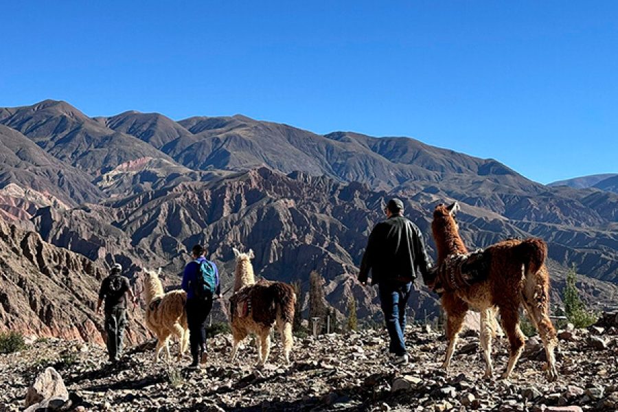 Vista Caravana Llamas Tilcara Jujuy