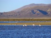 Laguna Pozuelo Jujuy Portada