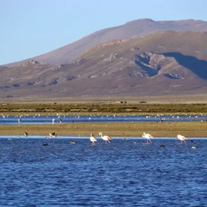 laguna-pozuelo-jujuy-portada