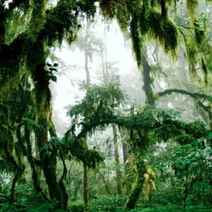 vegetacion-parque-nacional-calilegua